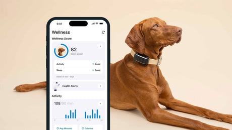 Tractive DOG 6: The Ultimate GPS & Health Tracker for Dogs - Fitness New Zealand